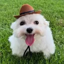 dogofthebag