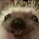 xtotorox