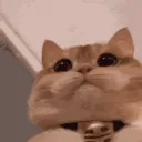 rarafifii