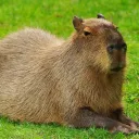 Аватар ipressf