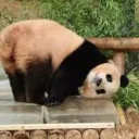 clumsypanda90s