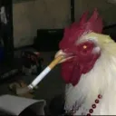 gallobohemio