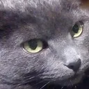 littlecatking avatar
