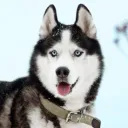 shani1997
