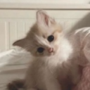 avatar l i s s o ୨ৎ