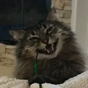 catmother456