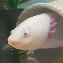 fnargle