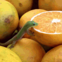 srajo