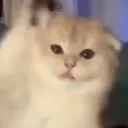 __saad