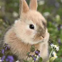 cherrybunnies
