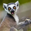 lemurlime
