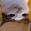 avatar milkyy (the dodent. 🦡)