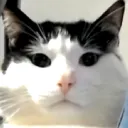 danyushuu