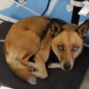 pearsoni70i#7119's avatar