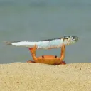 oscartwo