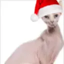 patthepat1