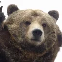 yabear