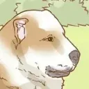 wikihowdog