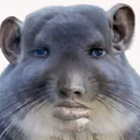 theianwoo