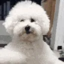 directdogman