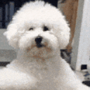 directdogman