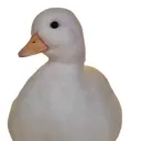notol_01