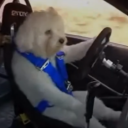 avatar driving dog