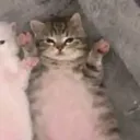 gizmo4961