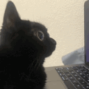 bailey_theukulele's Avatar