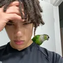 kroquiss