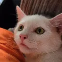 .nugnug