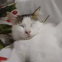 alsovpe avatar
