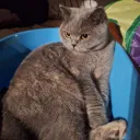 sxlver