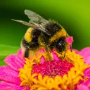 beakerbee