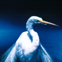 avatar Machine (The Riffster)