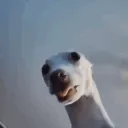 rrockeiro