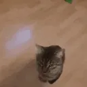 radwietje