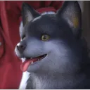 kuma_aus
