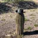 smol_cacti
