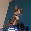 sabsoy