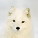 dafuqs