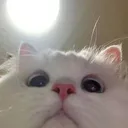 kainetrt