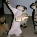 avatar eingeschrxnkt_