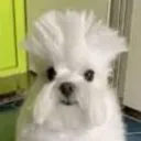 zyxwvutsrqponmlkjihgfe_dcba