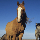 A typical and unremarkable Horse