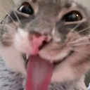 avatar 🦄Кошка объебошка🦄