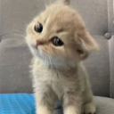 avatar 🦄Кошка объебошка🦄