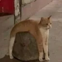 mjeb