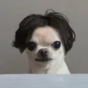 sirrocky8253