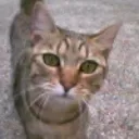 yungyuc